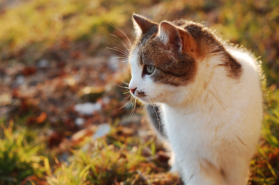 [Image: Make_friends_with_strange_cats_by_winter...281%29.jpg]
