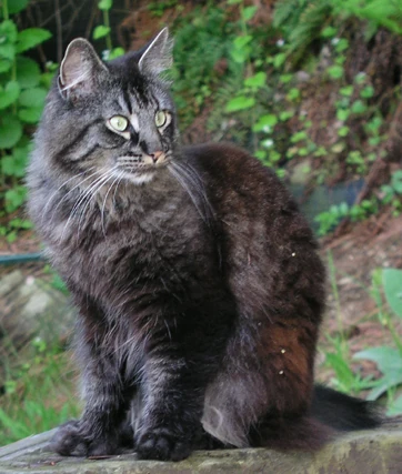 dark gray tabby
