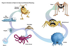 Evolution sm