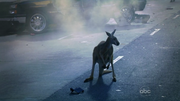 Kangaroo wat