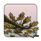 Dried Cedar Branch-Old
