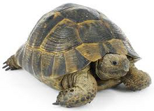 Tortoise