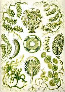Plant