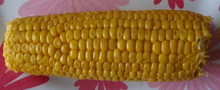 Corn