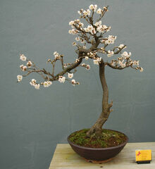 Prunus mume bonsai
