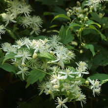 Clematis apiifolia