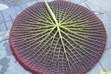 Victoria amazonica backside