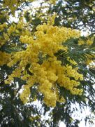 800px-Acacia dealbata-1