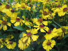 Helenium autumnale