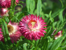 Straw Flower pink