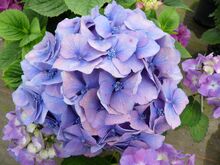 Hydrangea macrophylla flower
