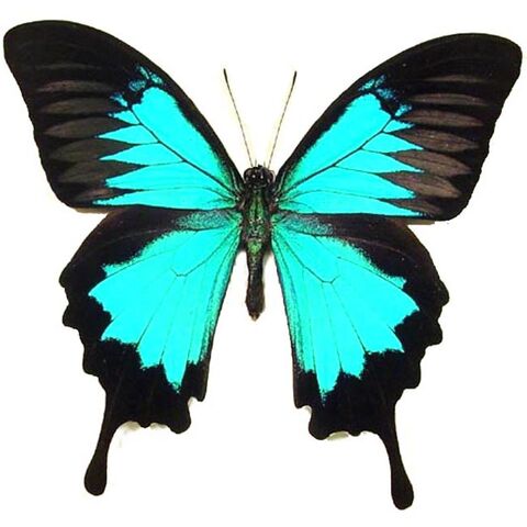 File:41 Sea Green Swallowtail.jpg