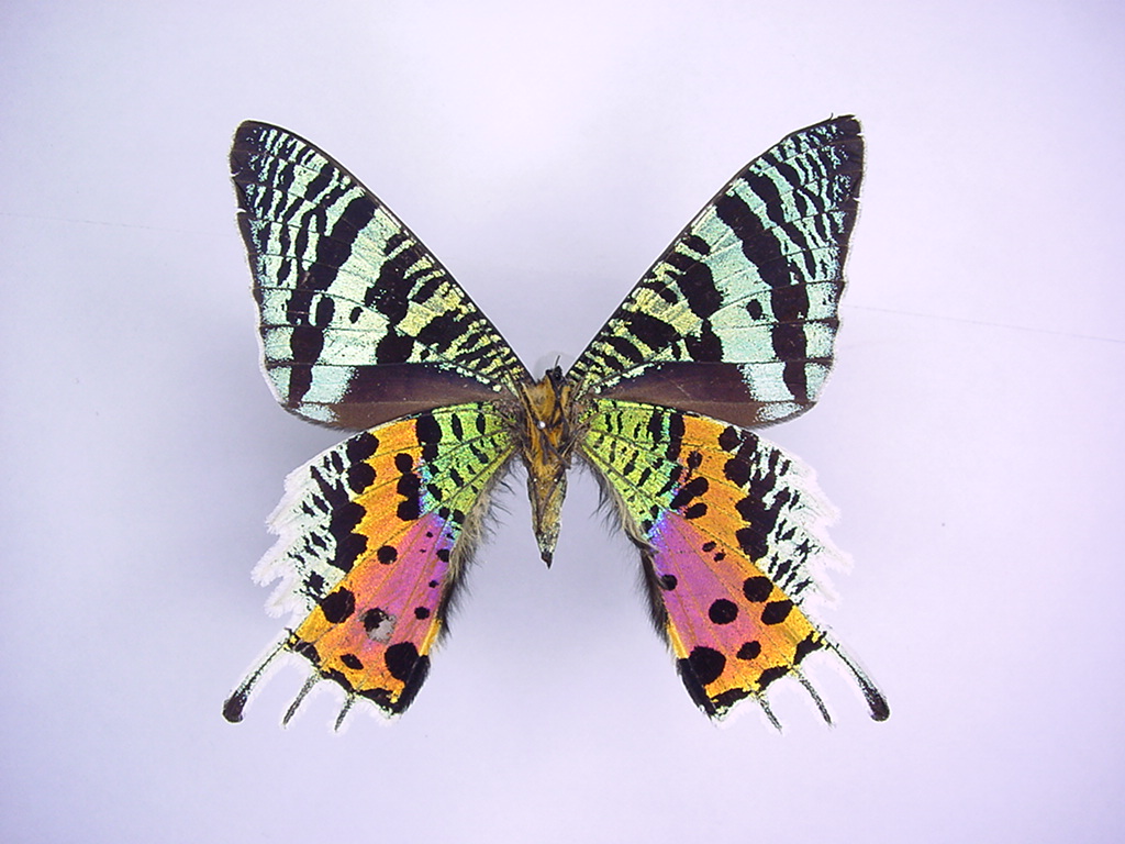 Death’s-head Hawkmoth