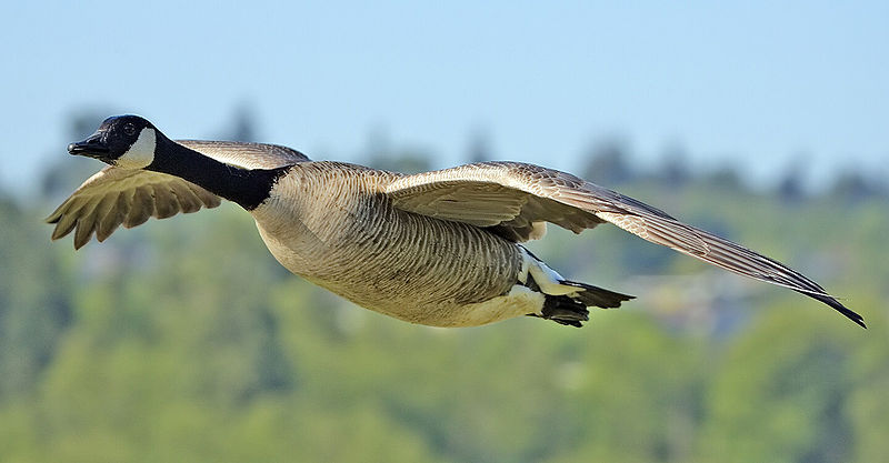 canada goose home canada goose home