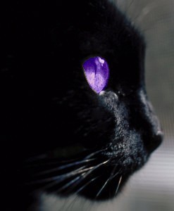 Are Purple Eyed Cats Real Are Purple Eyed Cats Real