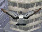 Fly-like-a-bird-3 (1)