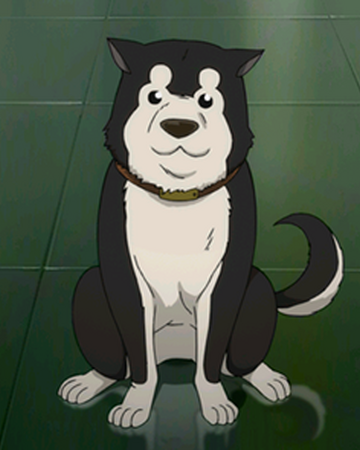 Black Hayate Fullmetal Alchemist Wiki Fandom Black Hayate Fullmetal Alchemist Wiki Fandom