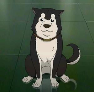 Black Hayate Fullmetal Alchemist Wiki Fandom Black Hayate Fullmetal Alchemist Wiki Fandom