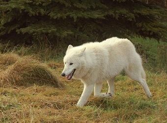 Мелвильский островной волк | Волки вики Вики | Fandom