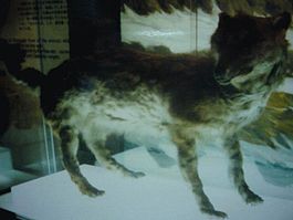 265px-エゾオオカミ剥製・開拓記念館19840914