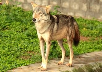 Canis lupus pallipes Mysore Zoo 1-e1413392968483