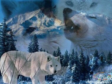 Polar arctic wolf