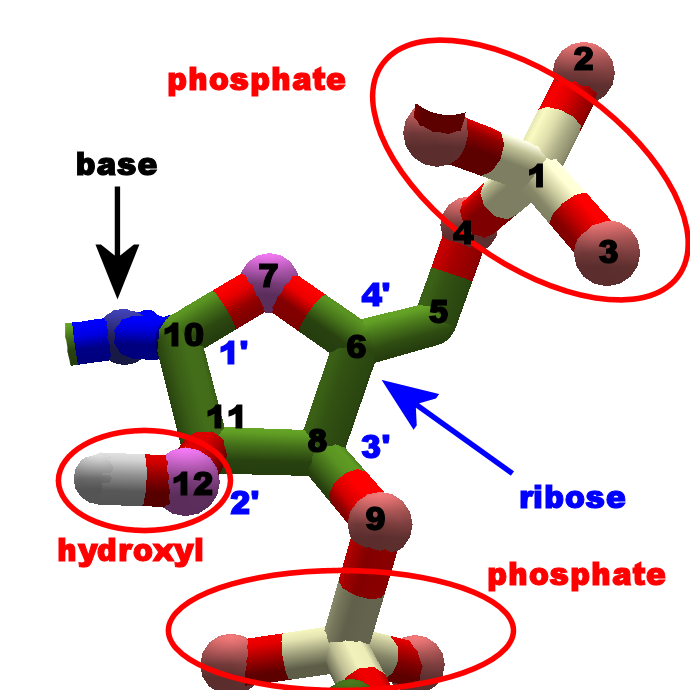 protein backbone ends