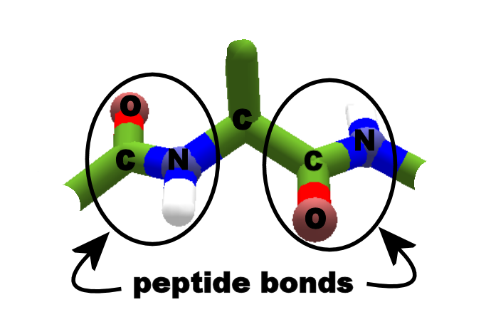 peptide backbone of a protein