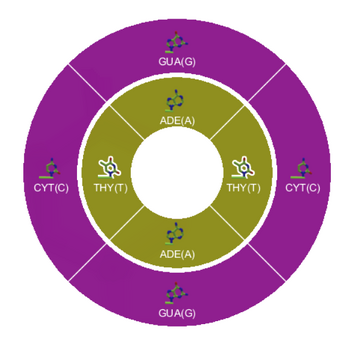 Level 8-3 DNA Pairing DNA Wheel