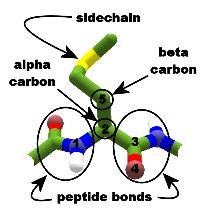 polypeptide backbone