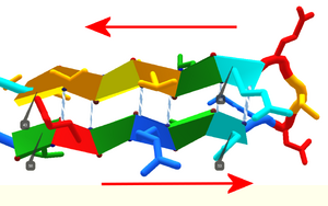 Antiparallel sheets