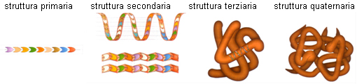 StruttureProteiche