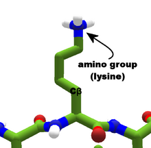 Amino group lysine