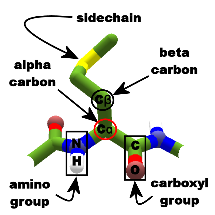  Alpha  carbon  Foldit Wiki FANDOM powered by Wikia