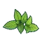 Ingredient-Mint