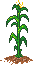 Butteredcorn6