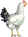 ChickenA