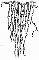 Tn Quipu