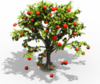Apple Tree