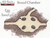 CoES-BroodChamber