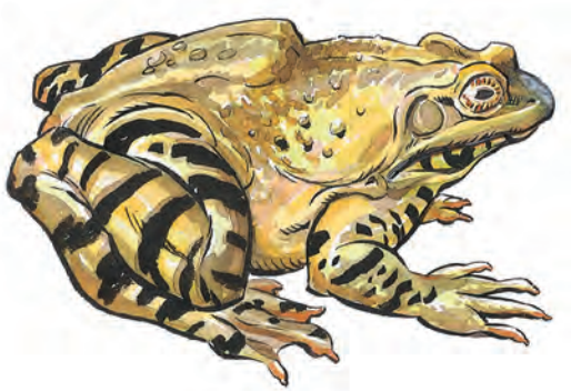 Giant frog | Forgotten Realms Wiki | Fandom