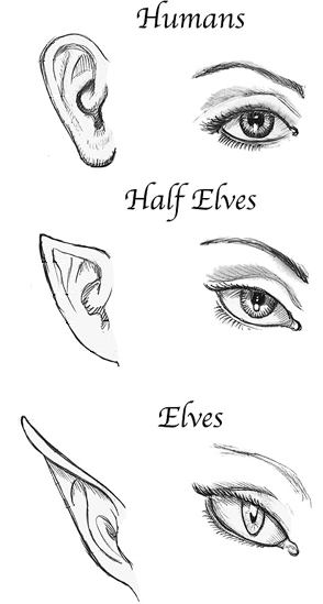 How To Draw Elf Ears Step By Step - Willow Wallpaper