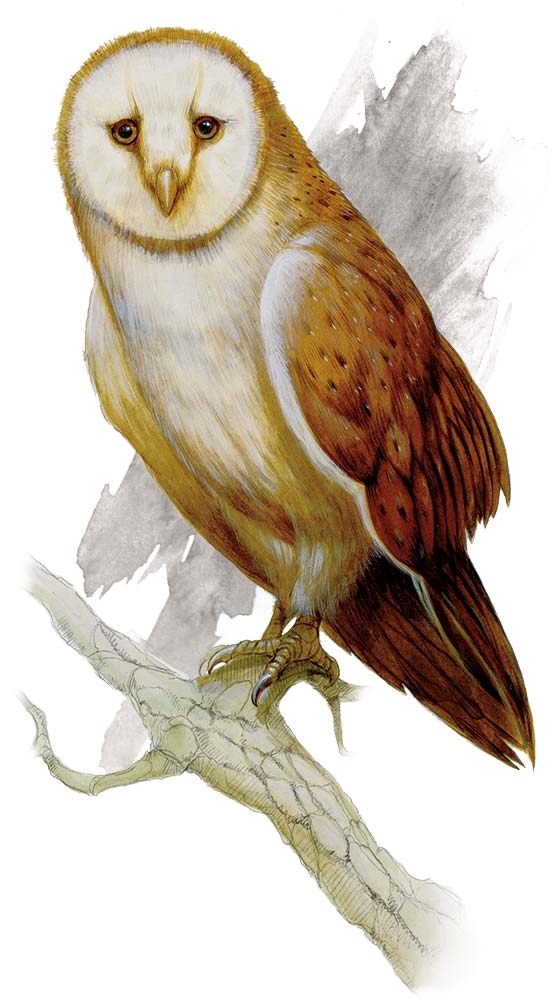 Owl | Forgotten Realms Wiki | Fandom