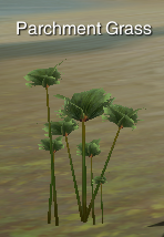 PlantParchmentGrass
