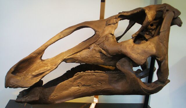 File:Edmontasaurus Skull.jpg