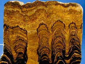 Proterozoic Stromatolites1