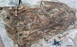 Tianyuraptor skull
