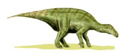 iguanodon fossil
