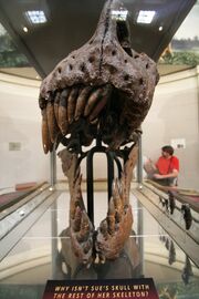 Sues original head