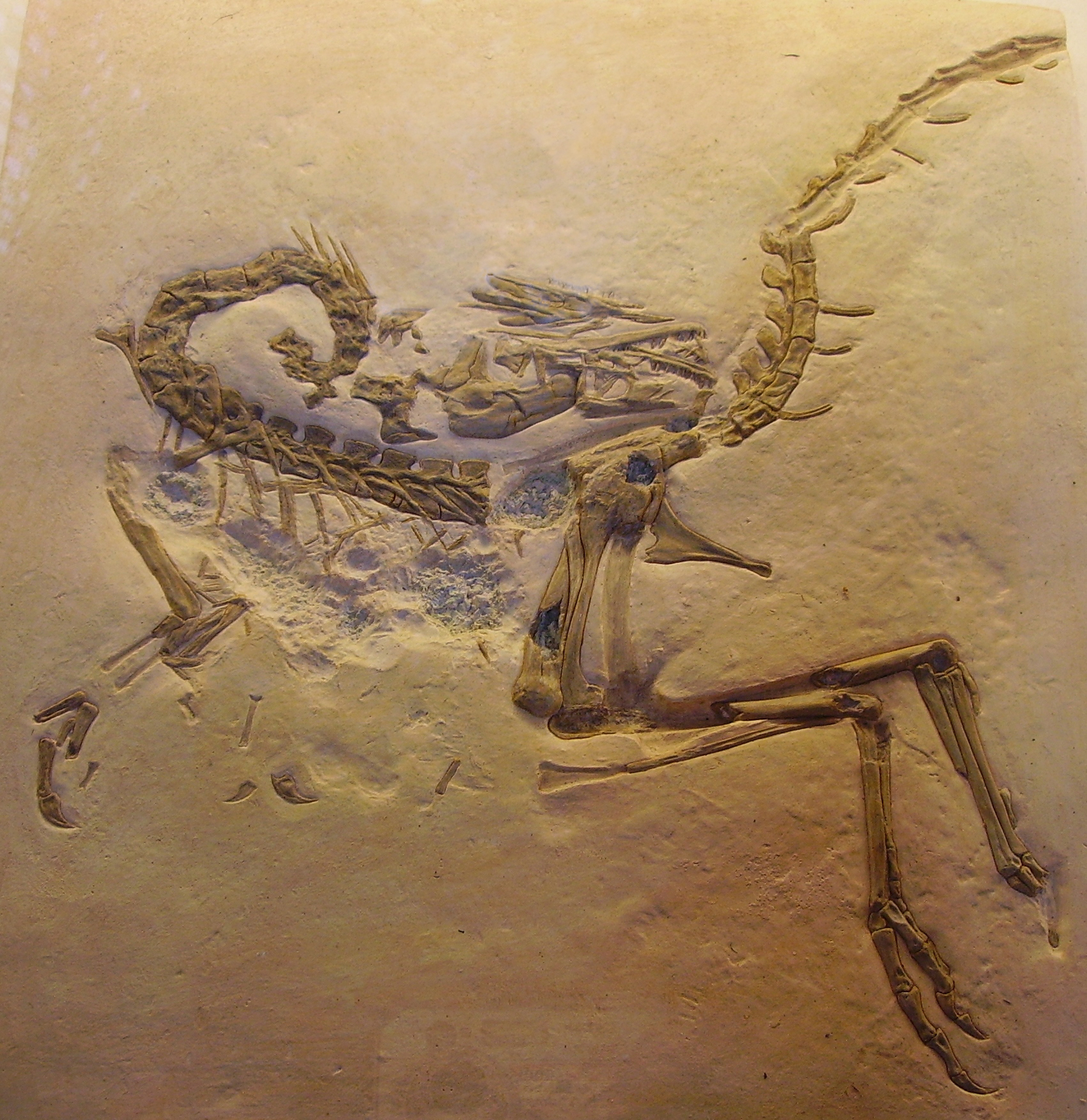 compsognathus bones